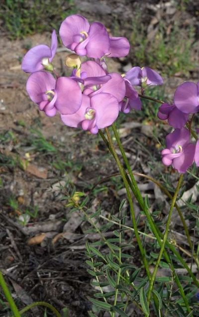 Swainsona procumbens, photographed by Russell Best