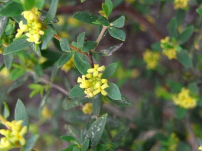 Pimelea hewardiana, photographed by Russell Best