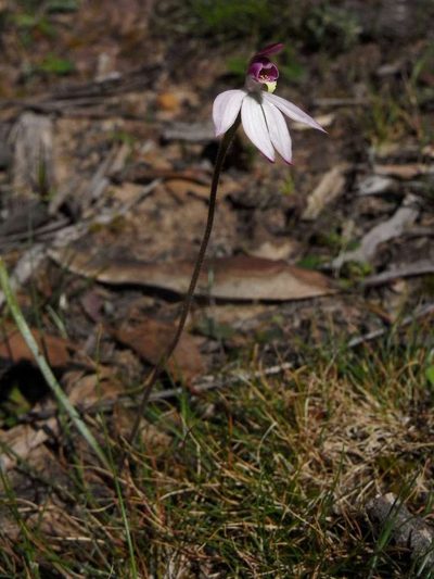Caladenia ornata, photographed by Russell Best