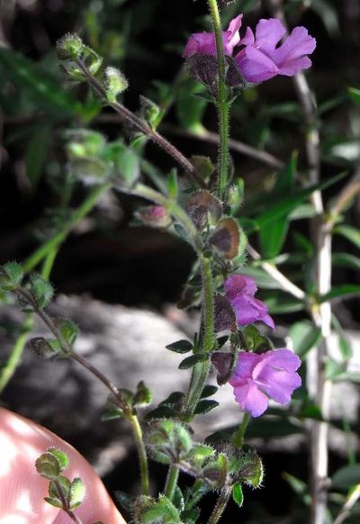 Prostanthera hirtula, photographed by Russell Best