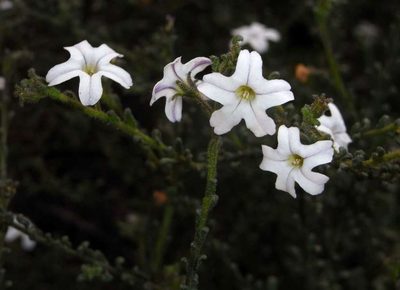 Cyphanthera myosotidea, photographed by Russell Best