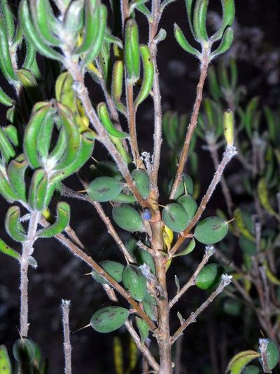 Persoonia rigida, photographed by Russell Best