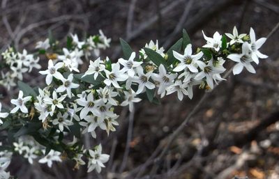 Cyphanthera anthocercidea, photographed by Russell Best