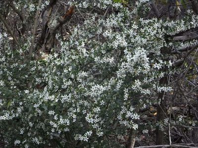 Cyphanthera anthocercidea, photographed by Russell Best