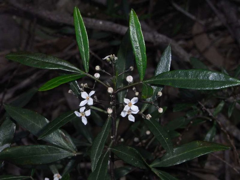 Zieria oreocena, photographed by Russell Best