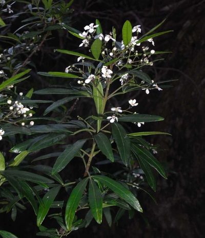 Zieria oreocena, photographed by Russell Best