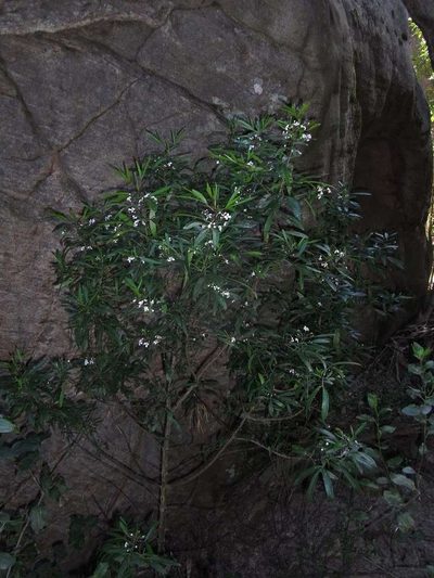 Zieria oreocena, photographed by Russell Best