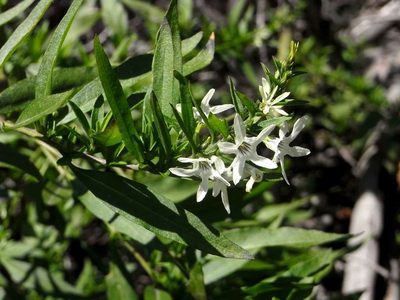 Cyphanthera anthocercidea, photographed by Russell Best