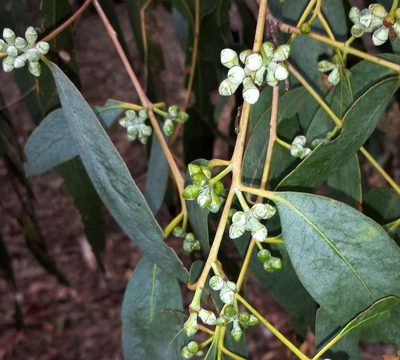 Eucalyptus cephalocarpa, photographed by Russell Best
