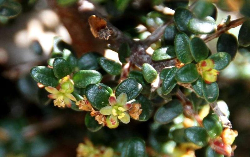 Pseudanthus orbicularis, photographed by Russell Best