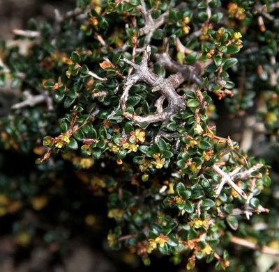 Pseudanthus orbicularis, photographed by Russell Best