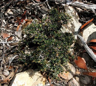 Pseudanthus orbicularis, photographed by Russell Best