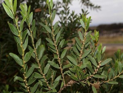 Acacia rostriformis, photographed by Russell Best