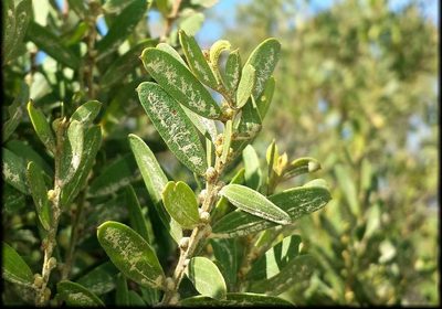 Acacia rostriformis, photographed by Russell Best