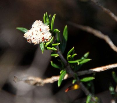 Spyridium eriocephalum, photographed by Russell Best