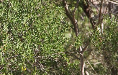 Acacia rostriformis, photographed by Russell Best