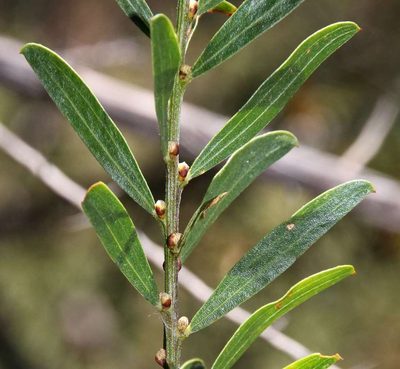 Acacia rostriformis, photographed by Russell Best