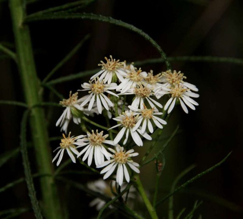 Olearia glandulosa, photographed by Russell Best