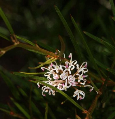 Grevillea neurophylla, photographed by Russell Best