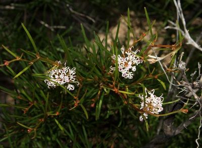 Grevillea neurophylla, photographed by Russell Best