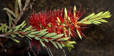 Melaleuca subulata, photographed by Russell Best