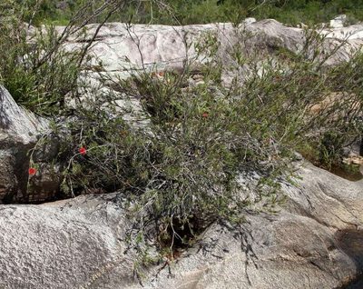 Melaleuca subulata, photographed by Russell Best