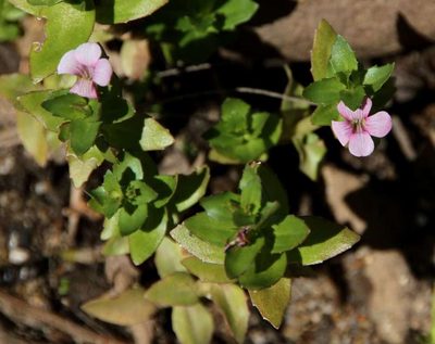 Gratiola peruviana, photographed by Russell Best