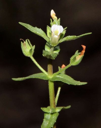 Gratiola pedunculata, photographed by Russell Best