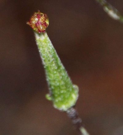 Arrhenechthites mixtus, photographed by Russell Best