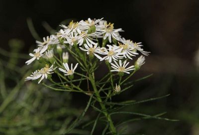 Olearia glandulosa, photographed by Russell Best