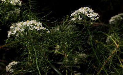 Olearia glandulosa, photographed by Russell Best