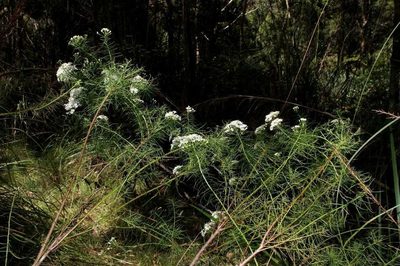 Olearia glandulosa, photographed by Russell Best