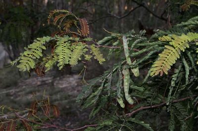 Acacia schinoides, photographed by Russell Best