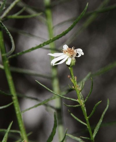 Olearia glandulosa, photographed by Russell Best