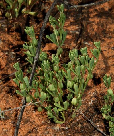 Roepera ovata, photographed by Russell Best