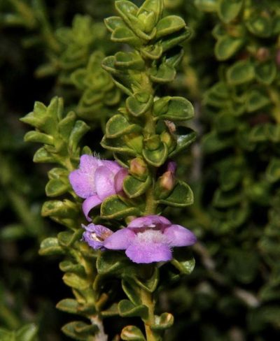 Eremophila crassifolia, photographed by Russell Best