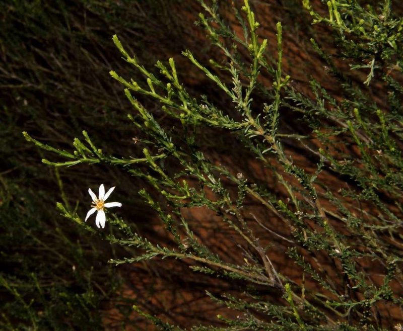 Olearia passerinoides, photographed by Russell Best