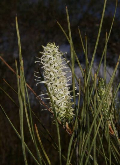 Grevillea pterosperma, photographed by Russell Best