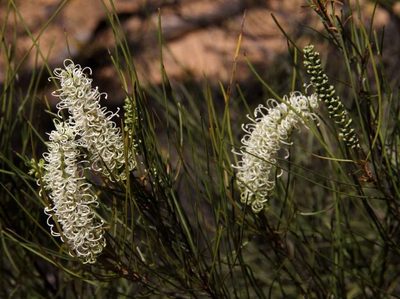 Grevillea pterosperma, photographed by Russell Best