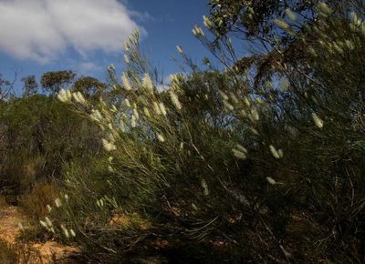 Grevillea pterosperma, photographed by Russell Best