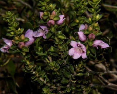 Eremophila crassifolia, photographed by Russell Best