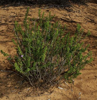 Eremophila crassifolia, photographed by Russell Best