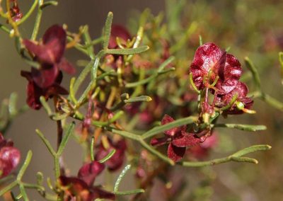 Dodonaea stenozyga, photographed by Russell Best