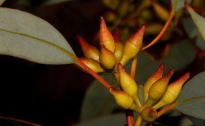 Eucalyptus socialis, photographed by Russell Best