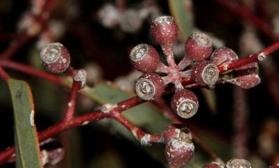 Eucalyptus socialis, photographed by Russell Best