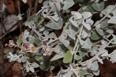 Chenopodium curvispicatum, photographed by Russell Best