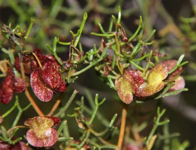 Dodonaea stenozyga, photographed by Russell Best