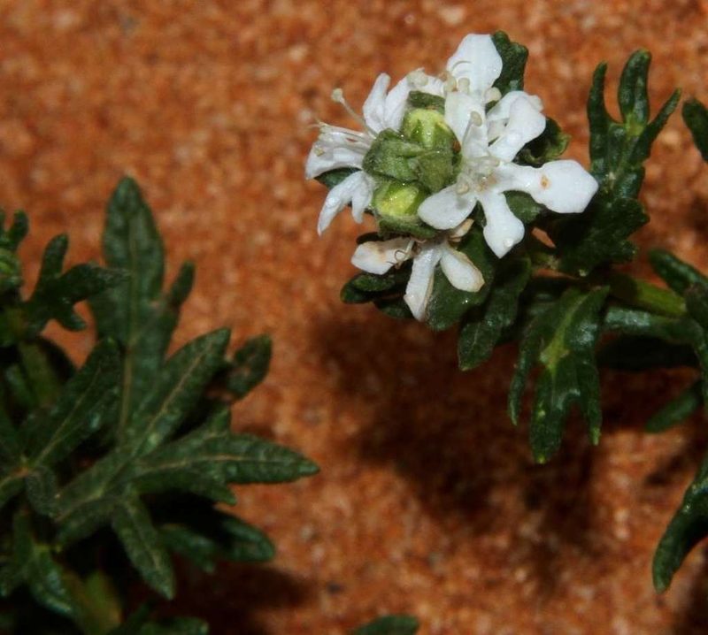Teucrium sessiliflorum, photographed by Russell Best