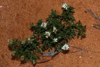Teucrium sessiliflorum, photographed by Russell Best