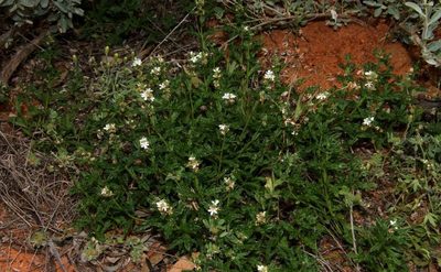 Teucrium sessiliflorum, photographed by Russell Best